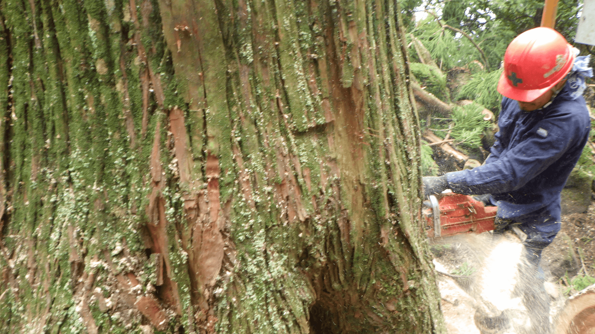 大木を切っている写真